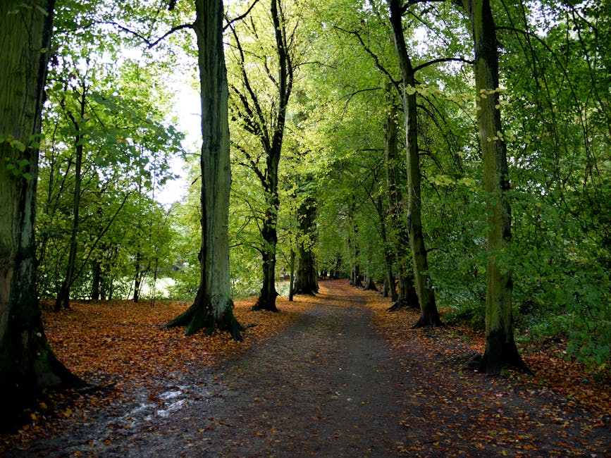 A tree-lined dirt pathway within a lush green forest, with tall, mature trees on either side that have thick trunks and leafy canopies. The ground is scattered with fallen leaves, indicating an autumn setting. The pathway appears to be part of a park or natural area, with some muddy patches visible along the edges. The dense foliage filters sunlight, creating a dappled light effect on the trail and surrounding greenery. This serene scene showcases the natural environment typical of a quiet residential or recreational area in Frognal, near Hampstead Heath, where house removals and packing services by Man with van Frognal might involve transport through such scenic routes.